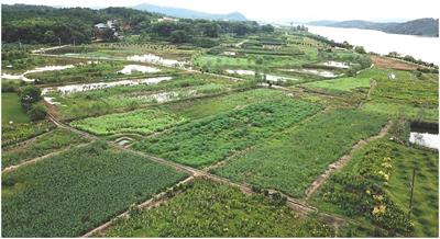 Assembly processes of rhizosphere and phyllosphere bacterial communities in constructed wetlands created via transformation of rice paddies